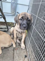 Lime Green collar, a female Cane Corso for sale in Sedalia, MO – 1 of 8
