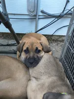 Dark Blue collar, a male Cane Corso for sale in Sedalia, MO – 1 of 7