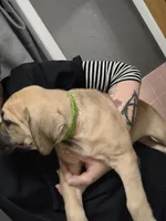 Light Green collar, a male Cane Corso for sale in Sedalia, MO – 2 of 4