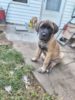 Orange collar, a male Cane Corso for sale in Sedalia, MO – 1 of 9