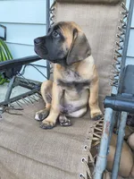 Dark Green collar, a male Cane Corso for sale in Sedalia, MO – 3 of 10