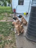 Orange collar, a male Cane Corso for sale in Sedalia, MO – 4 of 9