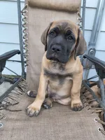 Dark Green collar, a male Cane Corso for sale in Sedalia, MO – 2 of 10