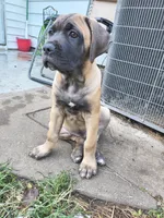Orange collar, a male Cane Corso for sale in Sedalia, MO – 2 of 9