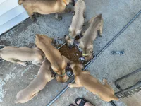 Light Blue collar, a female Cane Corso for sale in Sedalia, MO – 3 of 6