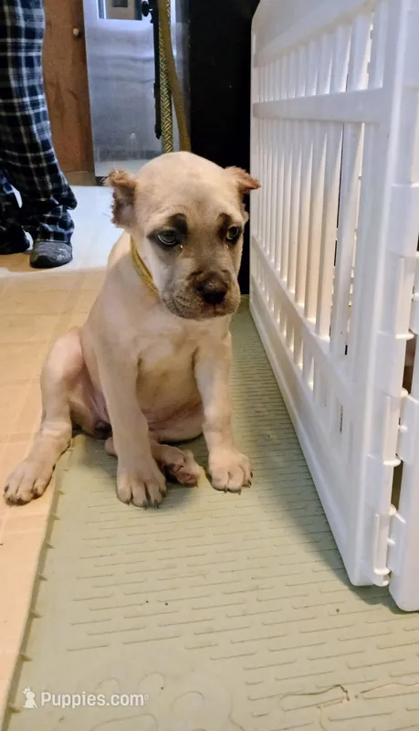 Yellow collar – Cane Corso puppy for sale in Sedalia, MO