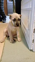 Yellow collar, a female Cane Corso for sale in Sedalia, MO – 1 of 2