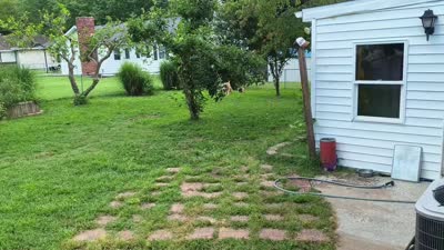 Dark Blue collar, a male Cane Corso for sale in Sedalia, MO – 3 of 4