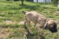 Lime Green collar, a female Cane Corso for sale in Sedalia, MO – 5 of 8