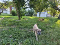 Pink collar, a female Cane Corso for sale in Sedalia, MO – 2 of 5