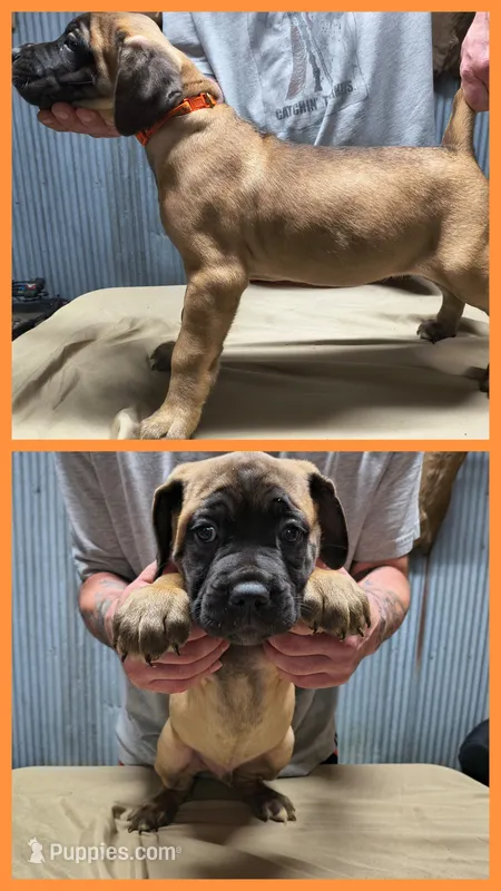 Orange collar – Cane Corso puppy for sale in Sedalia, MO