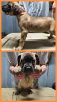 Orange collar, a male Cane Corso for sale in Sedalia, MO – 1 of 5