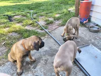 Orange collar, a male Cane Corso for sale in Sedalia, MO – 2 of 5