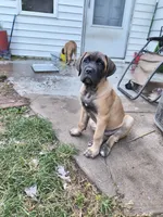 Orange collar, a male Cane Corso for sale in Sedalia, MO – 3 of 9