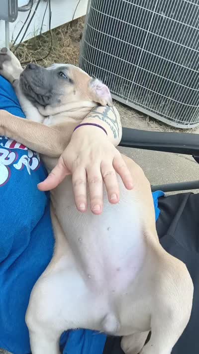 Pink collar, a female Cane Corso for sale in Sedalia, MO – 4 of 5