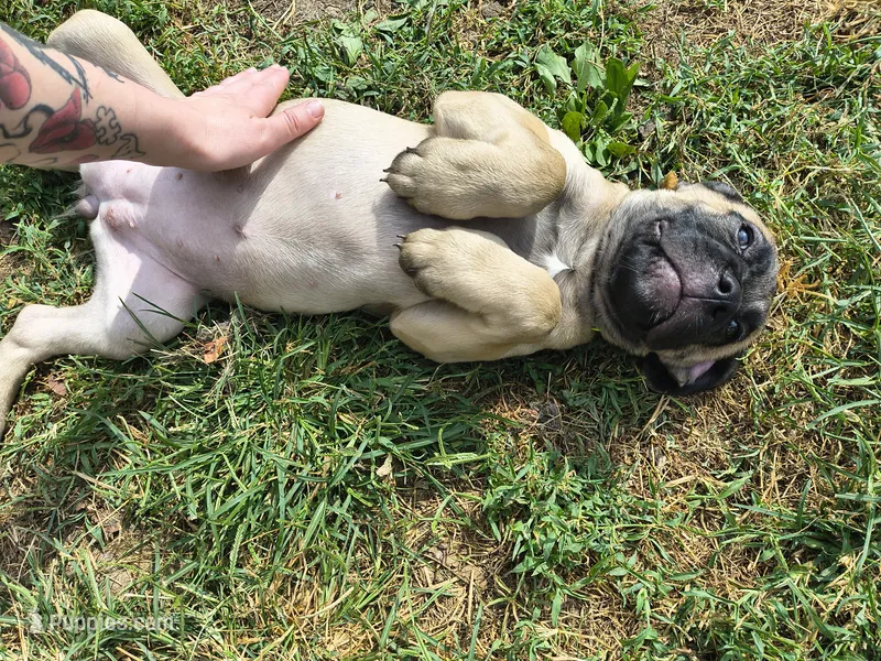 Lime Green collar – Cane Corso puppy for sale in Sedalia, MO
