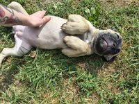 Lime Green collar, a female Cane Corso for sale in Sedalia, MO – 2 of 8