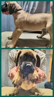 Dark Green collar, a male Cane Corso for sale in Sedalia, MO – 3 of 5