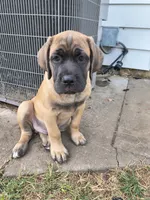 Dark Green collar, a male Cane Corso for sale in Sedalia, MO – 1 of 10