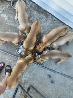 Orange collar, a male Cane Corso for sale in Sedalia, MO – 3 of 5