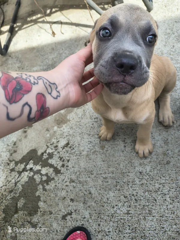 Pink collar – Cane Corso puppy for sale in Sedalia, MO