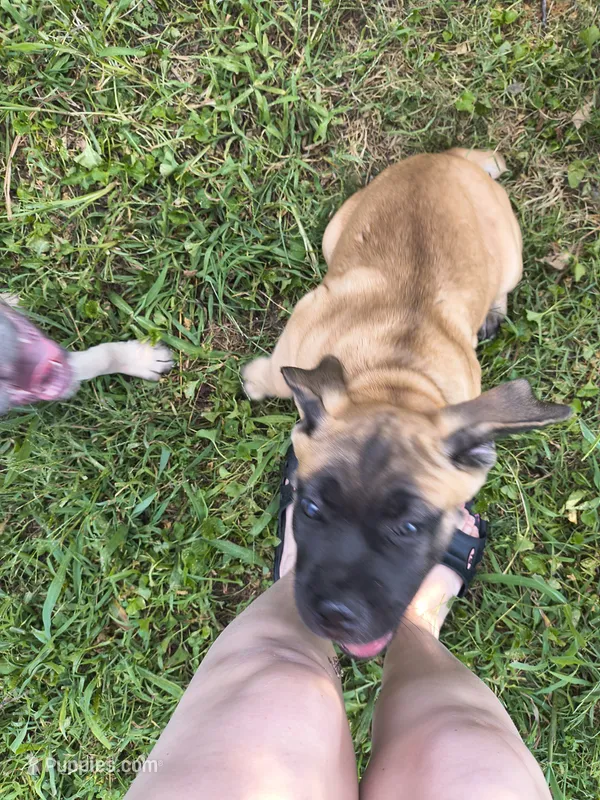 Dark Green collar – Cane Corso puppy for sale in Sedalia, MO