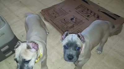 Yellow collar, a female Cane Corso for sale in Sedalia, MO – 2 of 2