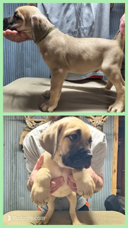Light Green collar – Cane Corso puppy for sale in Sedalia, MO