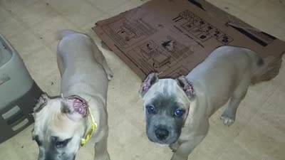 Red Collar, a male Cane Corso for sale in Sedalia, MO – 2 of 2