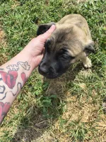 Lime Green collar, a female Cane Corso for sale in Sedalia, MO – 4 of 8