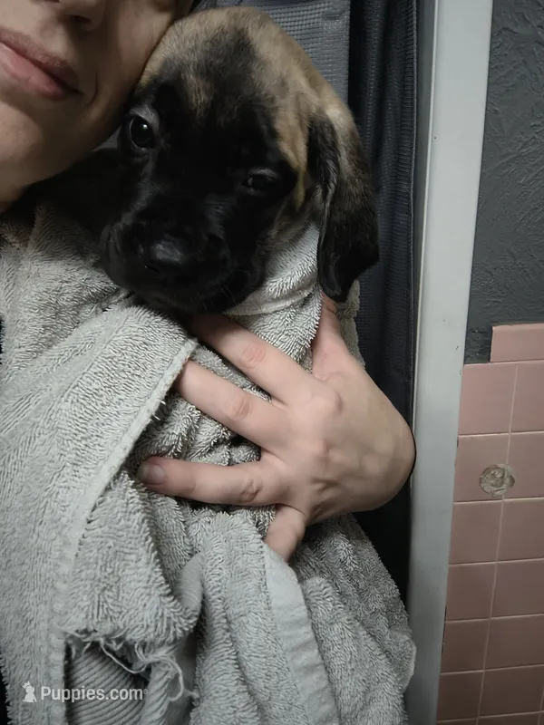 Light Blue collar – Cane Corso puppy for sale in Sedalia, MO