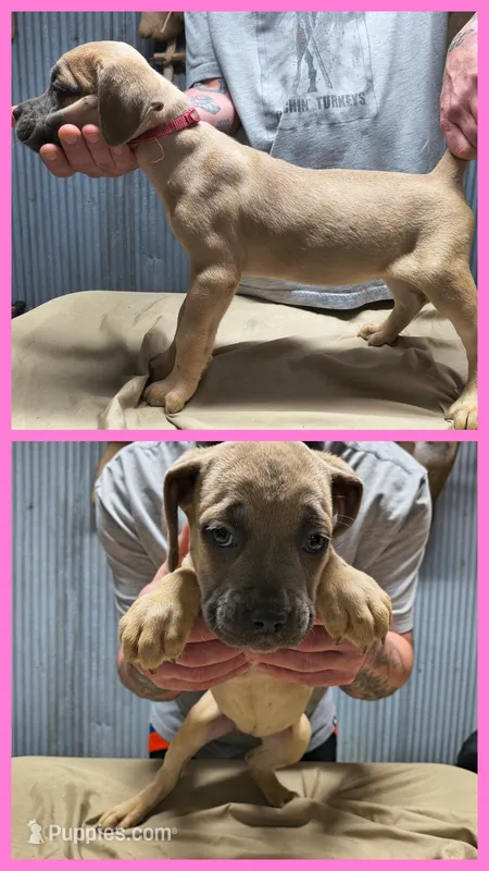 Pink collar – Cane Corso puppy for sale in Sedalia, MO