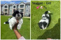 Nugget, a female Shih Tzu for sale in Katy, TX – Photo 2 of 2
