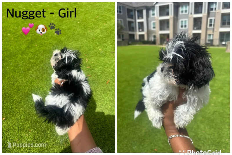 Nugget – Shih Tzu puppy for sale in Katy, TX