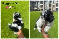 Nugget, a female Shih Tzu for sale in Katy, TX – Photo 1 of 2