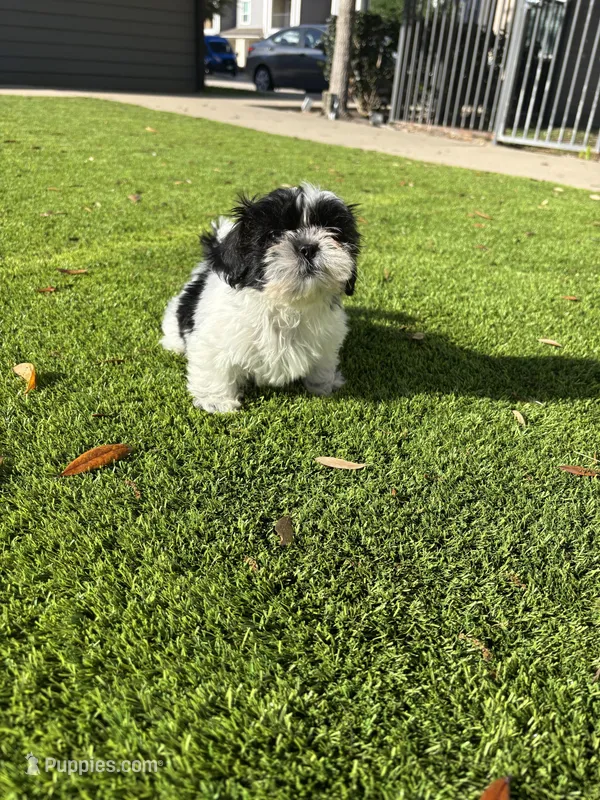Nugget – Shih Tzu puppy for sale in Katy, TX