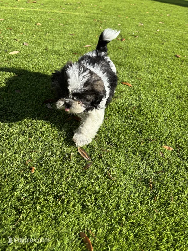 Celeste – Shih Tzu puppy for sale in Katy, TX