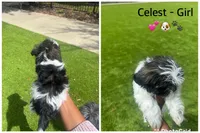 Celeste, a female Shih Tzu for sale in Katy, TX – Photo 1 of 2