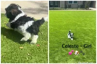 Celeste, a female Shih Tzu for sale in Katy, TX – Photo 2 of 2