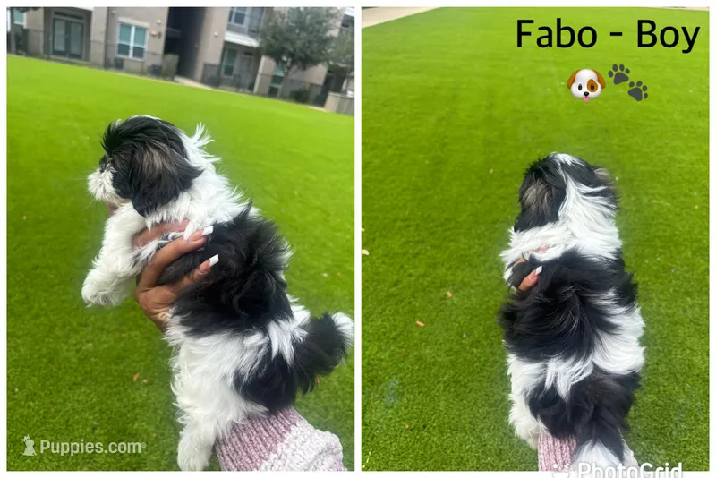 Fabo – Shih Tzu puppy for sale in Katy, TX