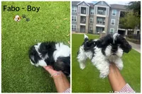 Fabo, a male Shih Tzu for sale in Katy, TX – Photo 2 of 2