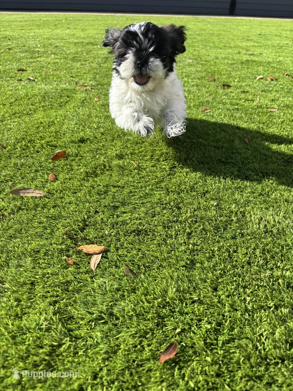 Fabo – Shih Tzu puppy on hold in Katy, TX