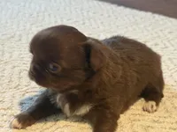 Diva, a female Chihuahua for sale in Boiling Springs, SC – Photo 3 of 9