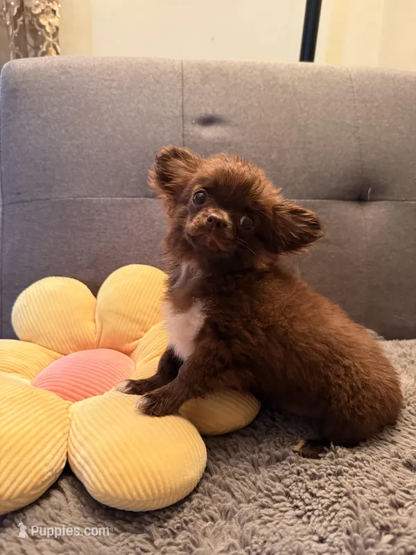 Diva – Chihuahua puppy for sale in Boiling Springs, SC