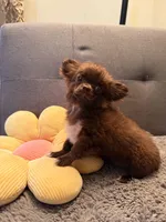 Diva, a female Chihuahua for sale in Boiling Springs, SC – Photo 1 of 8