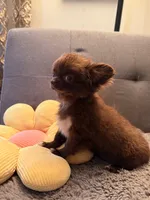 Diva, a female Chihuahua for sale in Boiling Springs, SC – Photo 8 of 8