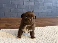 Diva, a female Chihuahua for sale in Boiling Springs, SC – Photo 4 of 9