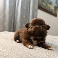 Diva, a female Chihuahua for sale in Boiling Springs, SC – Photo 7 of 8