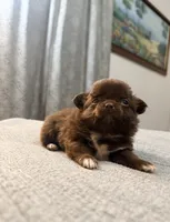 Diva, a female Chihuahua for sale in Boiling Springs, SC – Photo 5 of 9