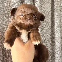 Diva, a female Chihuahua for sale in Boiling Springs, SC – Photo 4 of 8